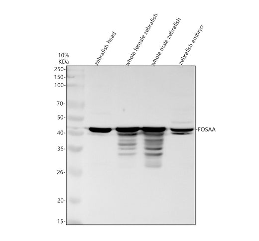 Boster AZA0A8M9P0S1 validation image 1
