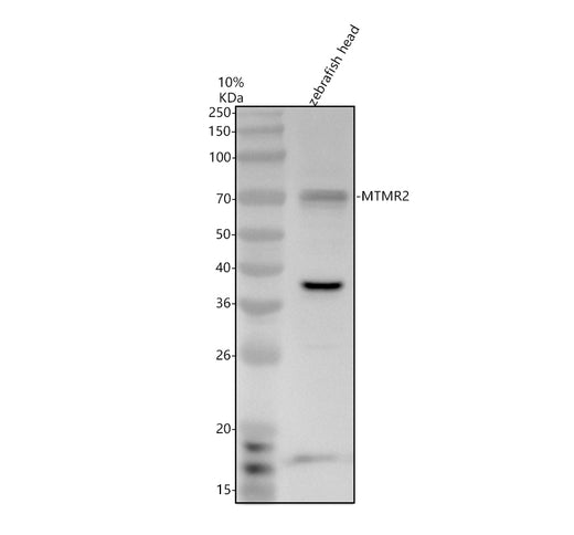 Boster AZA0JMK5 validation image 1
