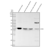 Boster AZA9JSU9 validation image 1
