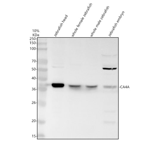 Boster AZA9JSU9 validation image 1