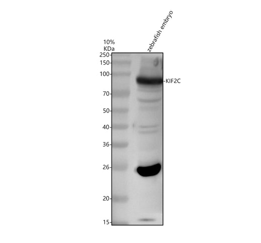 Boster AZB0S7G2 validation image 1