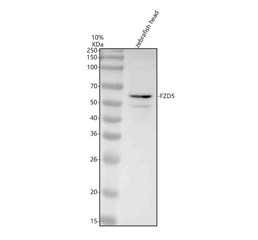 Anti-Zebrafish FZD5 Antibody Picoband®