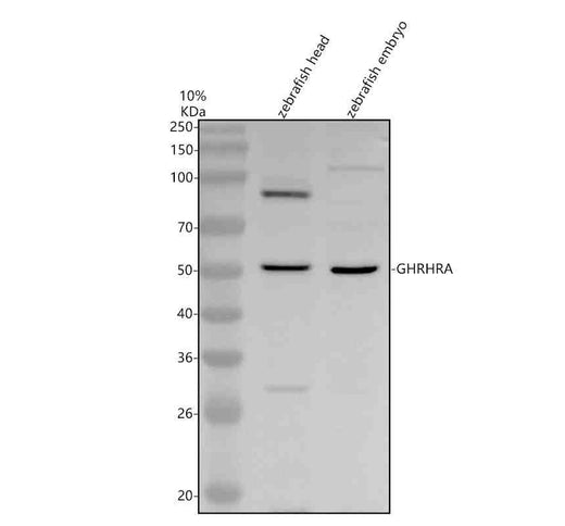 Anti-Zebrafish GHRHRA Antibody Picoband®