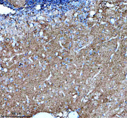 Boster AZE7F9U2 validation image 1