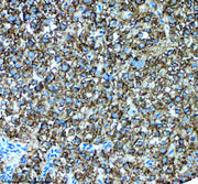 Boster AZE7F9U2 validation image 2