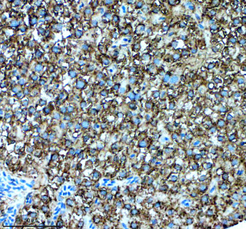 Boster AZE7F9U2 validation image 2