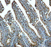 Boster AZE7F9U2 validation image 3