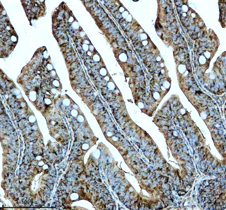 Boster AZE7F9U2 validation image 3