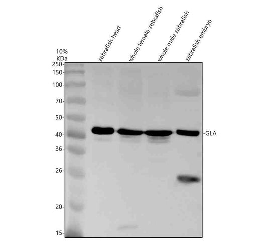 Anti-Zebrafish GLA Antibody Picoband®