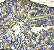 Anti-Zebrafish GLA Antibody Picoband®