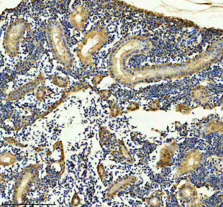 Anti-Zebrafish GLA Antibody Picoband®