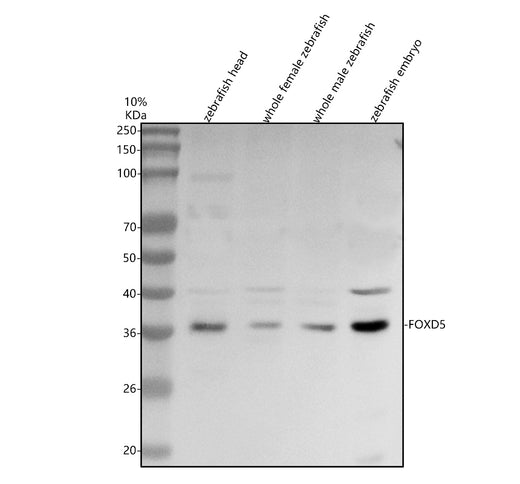 Boster AZO73784 validation image 1