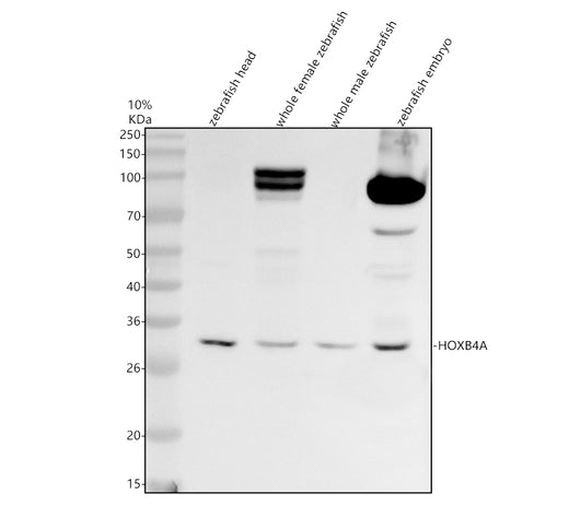 Boster AZP22574 validation image 1