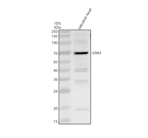 Boster AZQ08CJ6 validation image 1