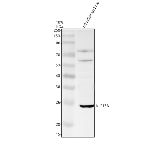 Boster AZQ08CN3 validation image 1