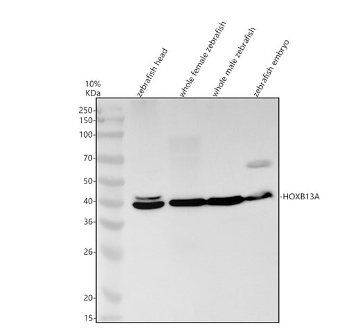 Boster AZQ1ECY2 validation image 1