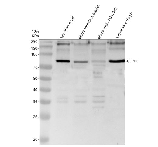 Boster AZQ3S344 validation image 1