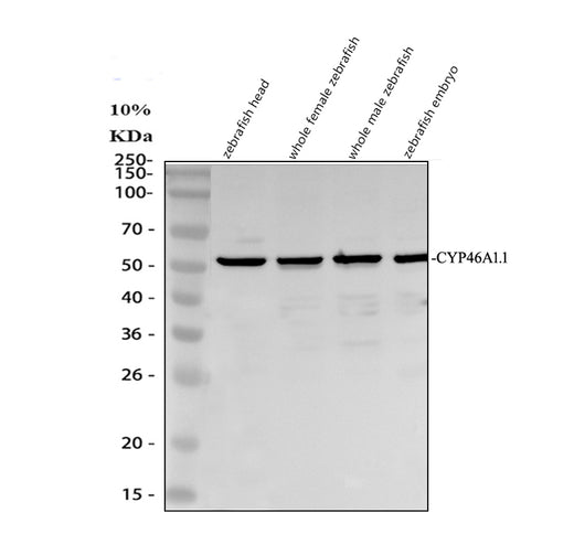 Boster AZQ504G3 validation image 1