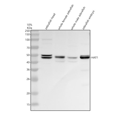 Boster AZQ66HU5 validation image 1