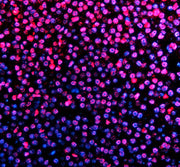 Boster AZQ66HU5 validation image 3