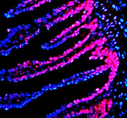 Boster AZQ66HU5 validation image 4