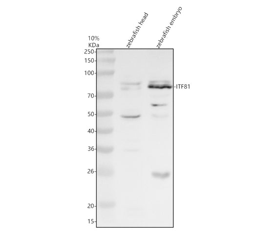 Boster AZQ6IVW2 validation image 1