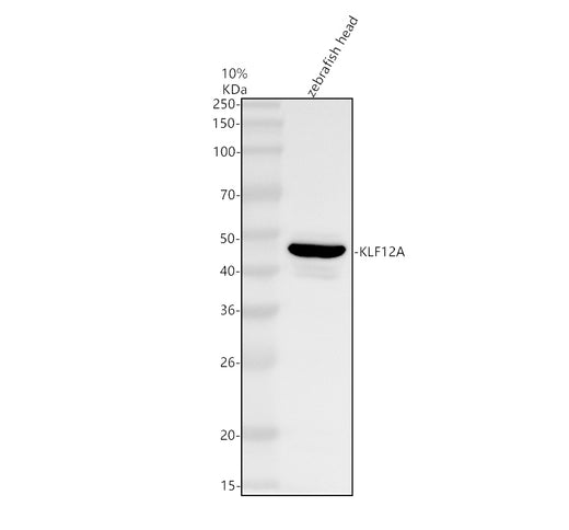 Boster AZQ6NYX3 validation image 1