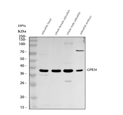 Boster AZQ6XCC7 validation image 1