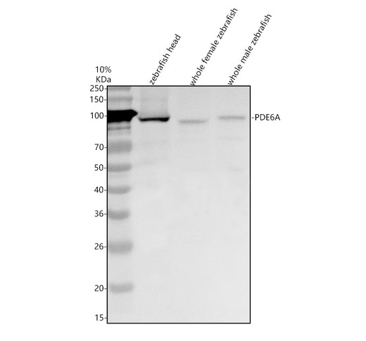 Boster AZQ800E7 validation image 1