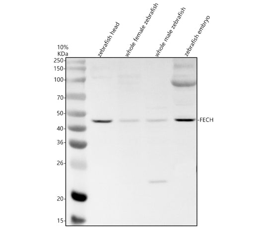 Boster AZQ9DFU9 validation image 1