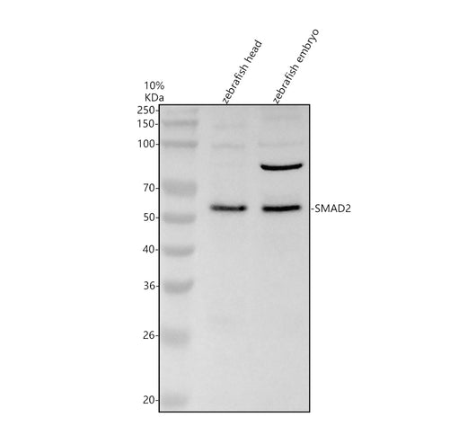 Boster AZQ9I9P9 validation image 1