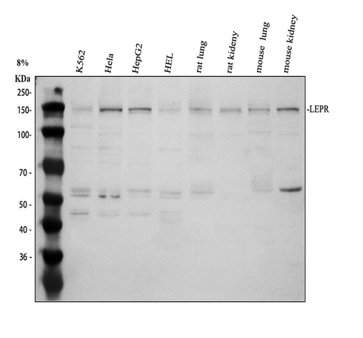 Boster A00350 validation image 1