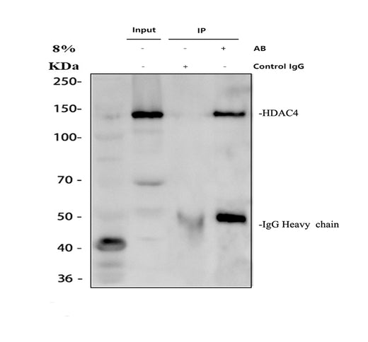 Boster A00971-1 validation image 1