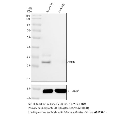 Boster A01090 validation image 1