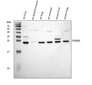 Boster A05105-1 WB validation image 2