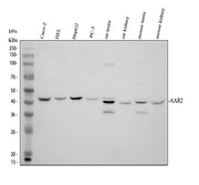 Boster A14276-1 validation image 1
