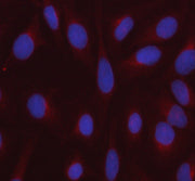Boster A14276-1 validation image 3