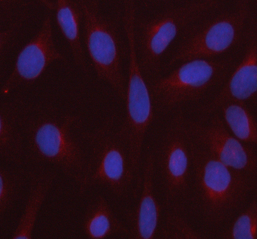 Boster A14276-1 validation image 3
