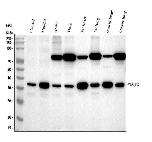 Boster M32333-2 validation image 1
