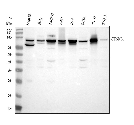 Boster PA1212 validation image 1