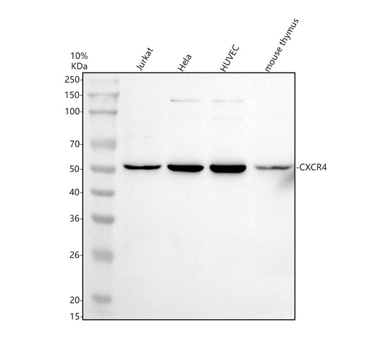 Boster PA1237 validation image 1