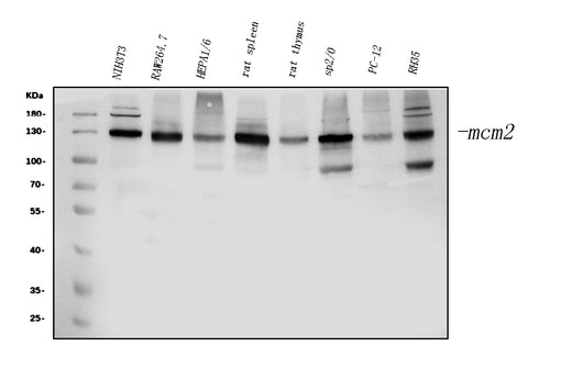 Boster PA1711 validation image 1