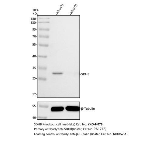 Boster PA1718 validation image 1