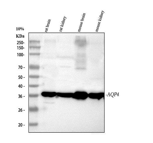Boster PB9475 validation image 1