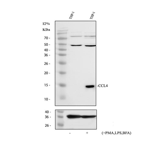 Boster PB9572 validation image 1