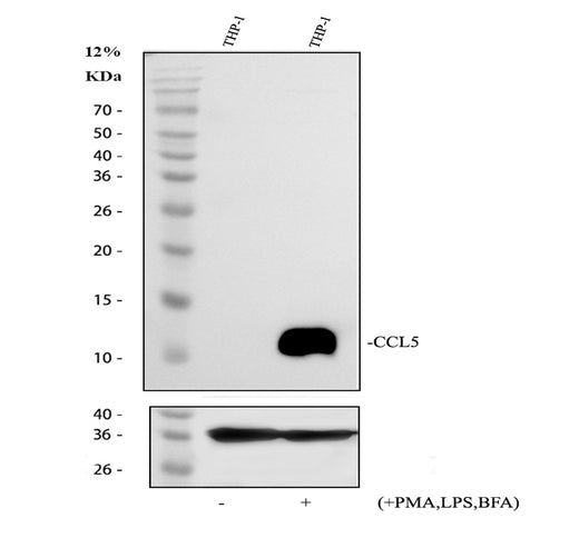 Boster PB9573 validation image 1