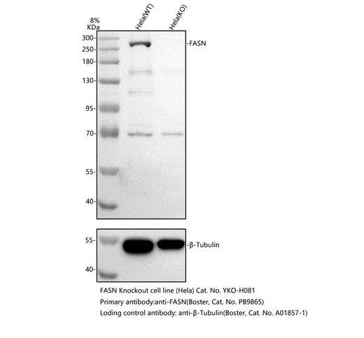 Boster PB9865 validation image 1