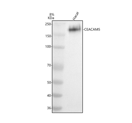 Boster RP1018 validation image 1