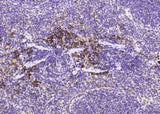 Anti-Mouse METAP2 Antibody [B458]