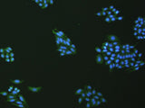 Immunofluorescence analysis of hepG2 cell using VNN1 Polyclonal Antibody at dilution of 1:100